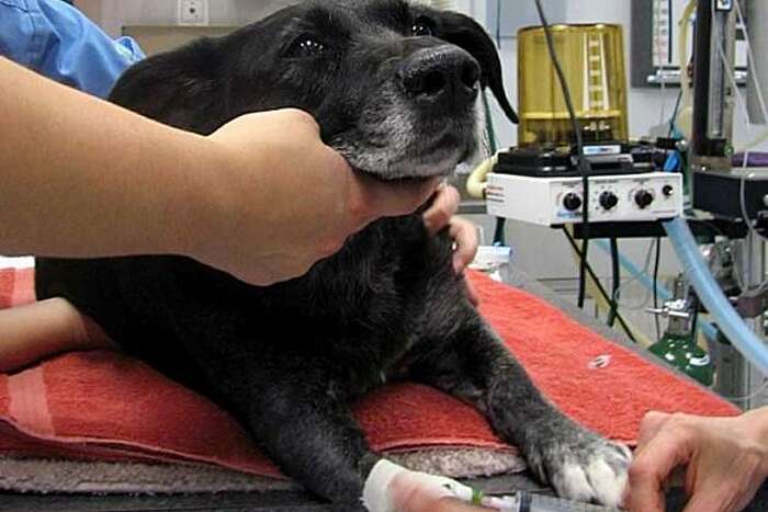 Making Anesthesia Safer For Pets