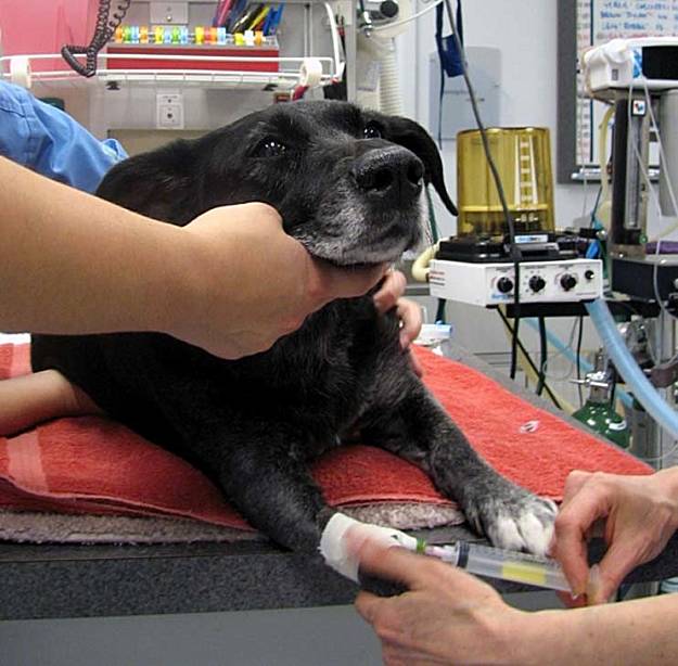  Can Anesthesia Cause Incontinence In Dogs