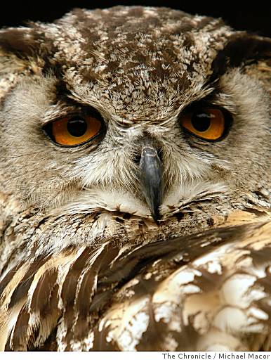 With Smuggler Sentenced, Owl Out Of Hiding