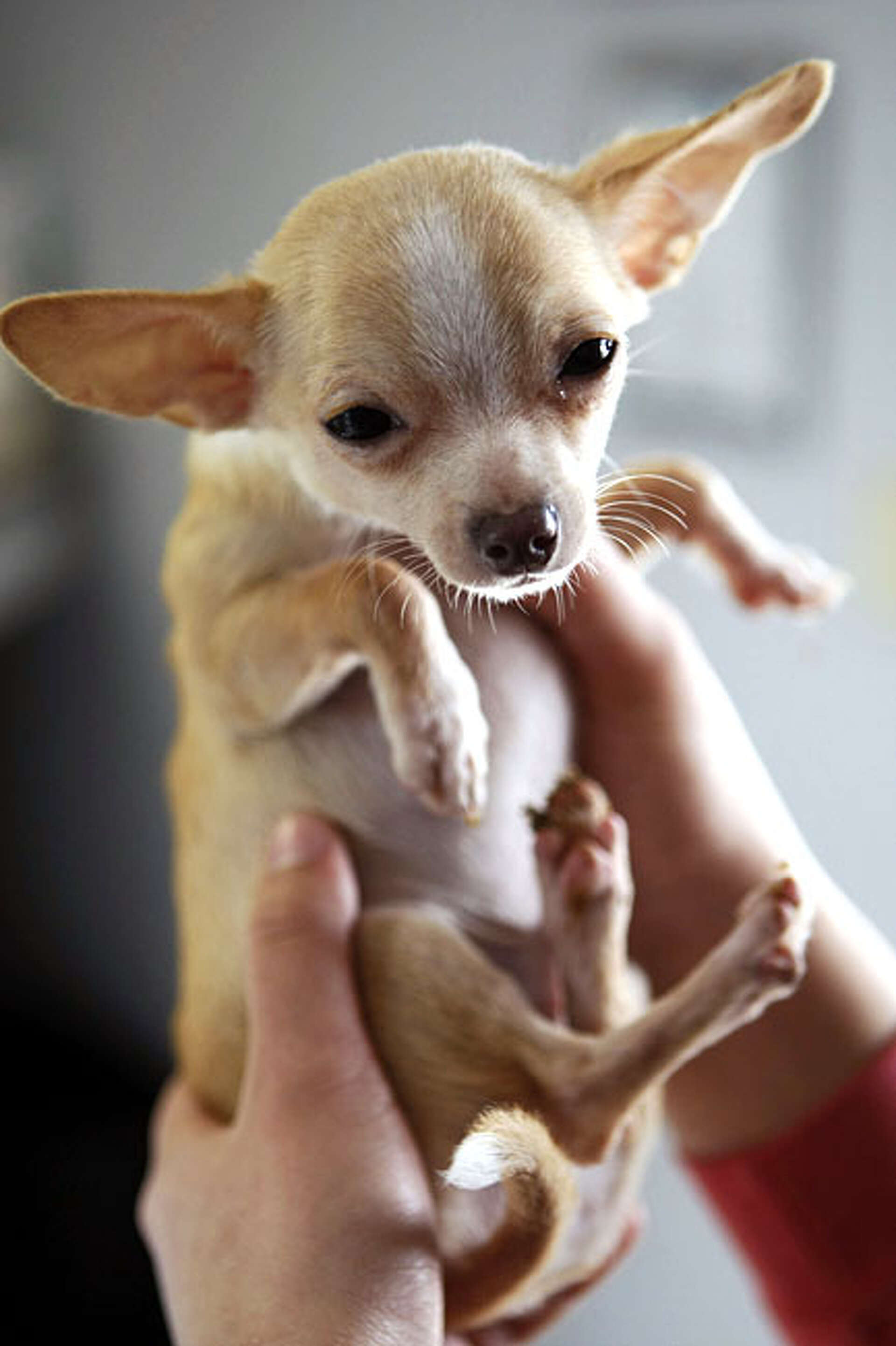 SPCA wards a labor of puppy love