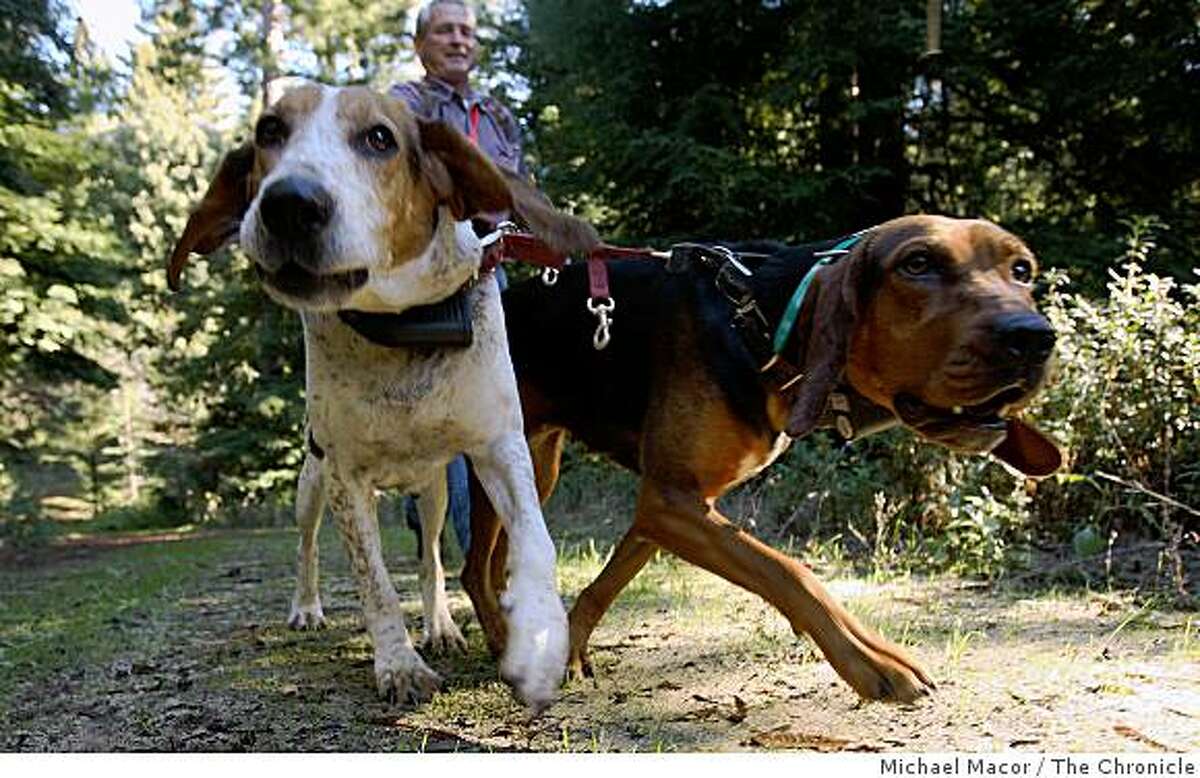Houndsman, Cliff Wylie leads his dogs, Cleo, (left) and Cotton on hte trail of a nearby mountain lion near Santa Cruz, Calif on Thursday Jan. 1, 2009. Wylie works for the California Department of Fish and Game.