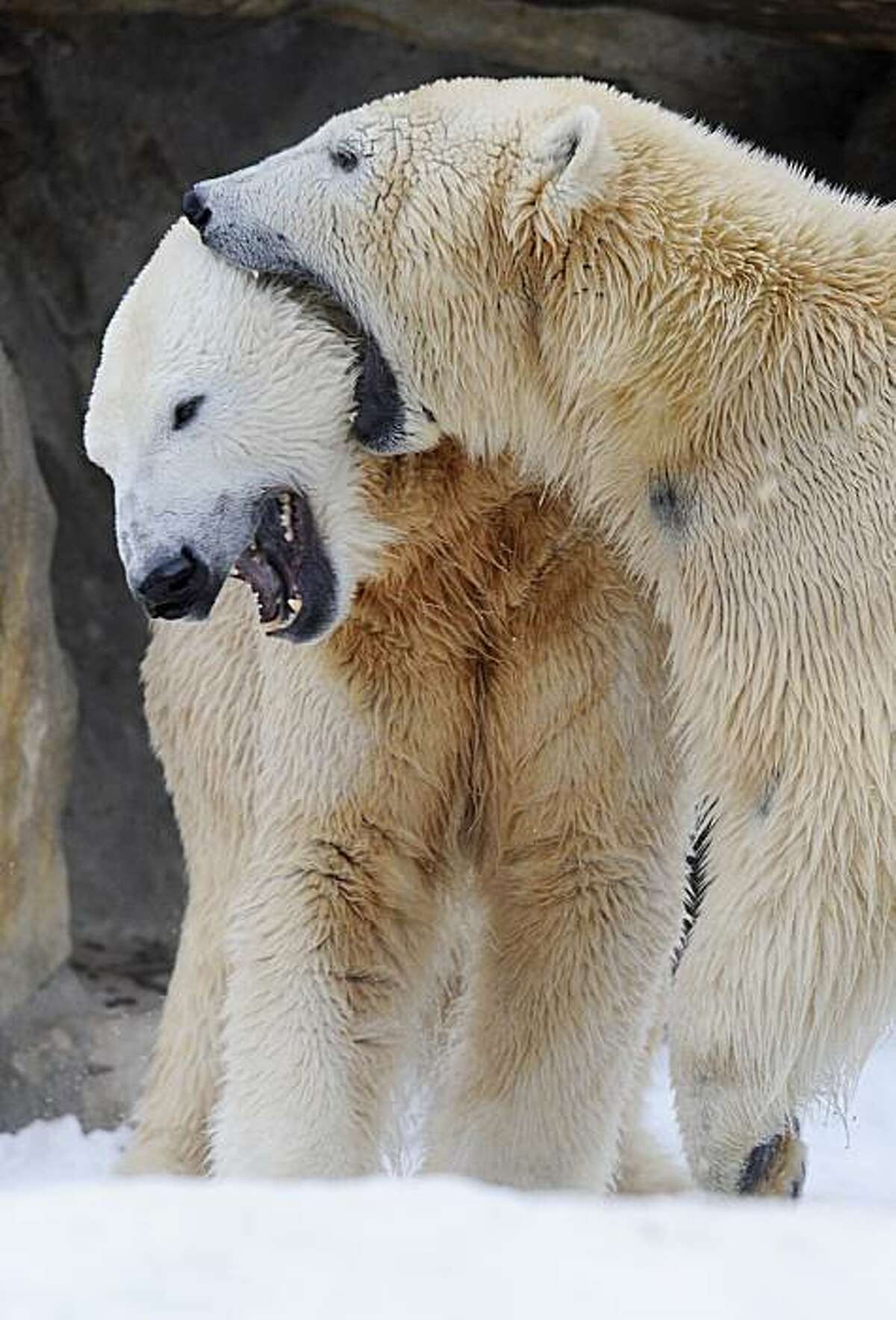 Knut, the 3-year-old polar bear (top) and Giovanna, a female polar bear on loan from the Munich zoo, play in their enclosure at Berlin's Zoologischer Garten zoo January 8, 2010. With temperatures below zero and an ample supply of snow, Knut is finally experiencing his natural habitat.