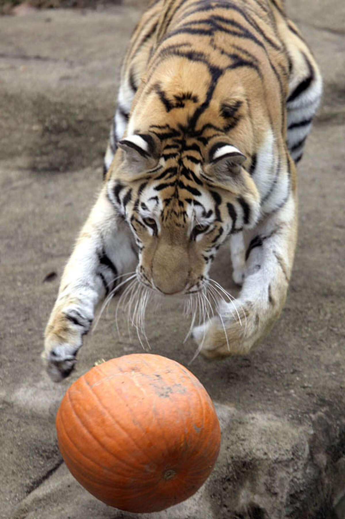 Whirl, a two-and-a-half-year-old Amur Tiger chases a pumpkin at Chicago Zoological Society's Brookfield Zoo in Brookfield, Ill. on Wednesday, Oct. 28, 2009. With the Halloween season upon us, several of the animals, including lions, tigers, polar bears, brown bears, and the gorillas, were given pumpkins to enjoy and play with as part of the zoowide behavioral enrichment program.