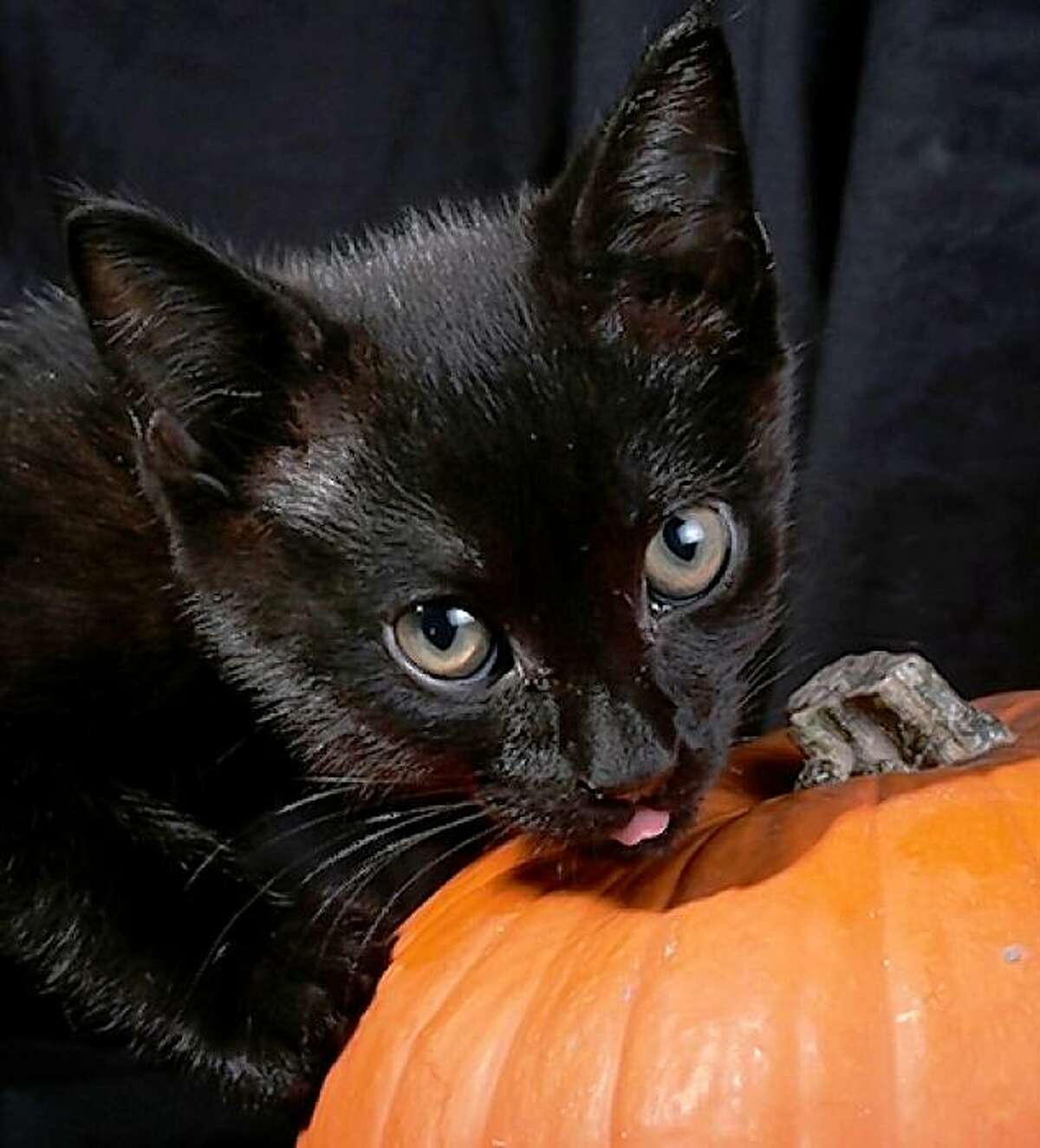 Halloween pet threats / Urban legends vs. reality -- are your pets safe?