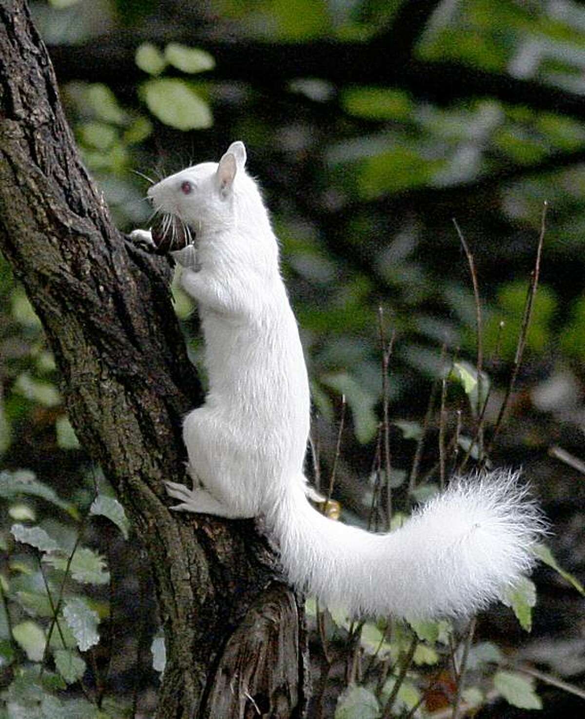 Good luck squirrel: An albino squirrel roams the University of Texas campus. According to UT legend, if a student sees it the day of a test, it will bring good luck.