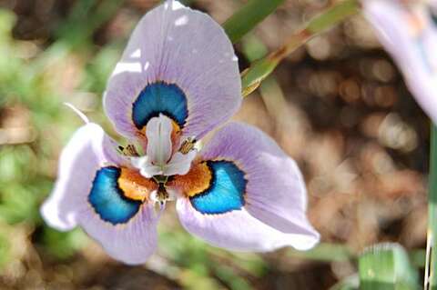 Showy S. Africa bulbs at home in Bay Area garden