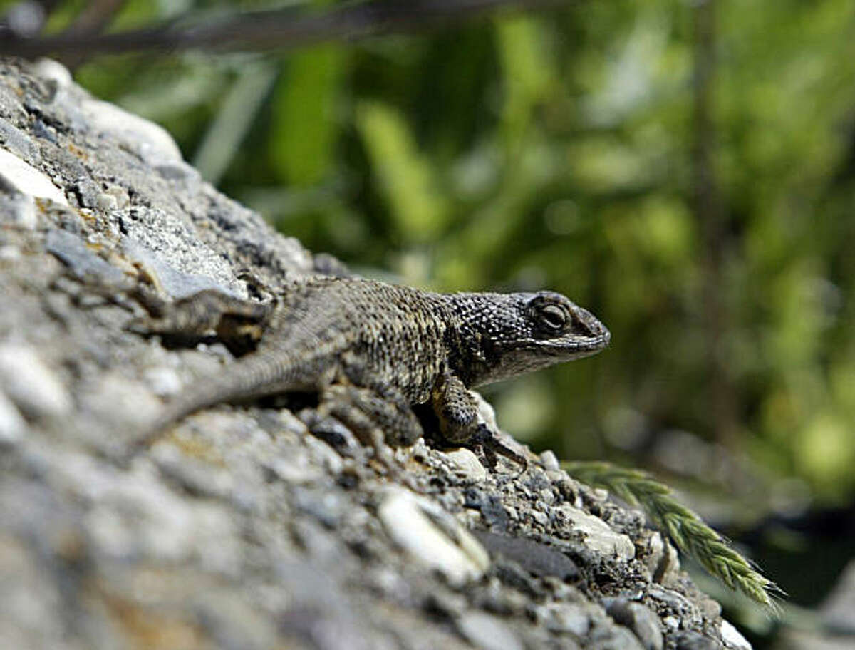 preserve01_062_pc.jpg The area is a prime habitat for the western fence lizard as well as other wildlife. The Muir Heritage Land Trust is acquiring the 700-acre site from the Fernandez family. Fernandez Ranch property on 4/30/04 in Hercules. PAUL CHINN/The Chronicle