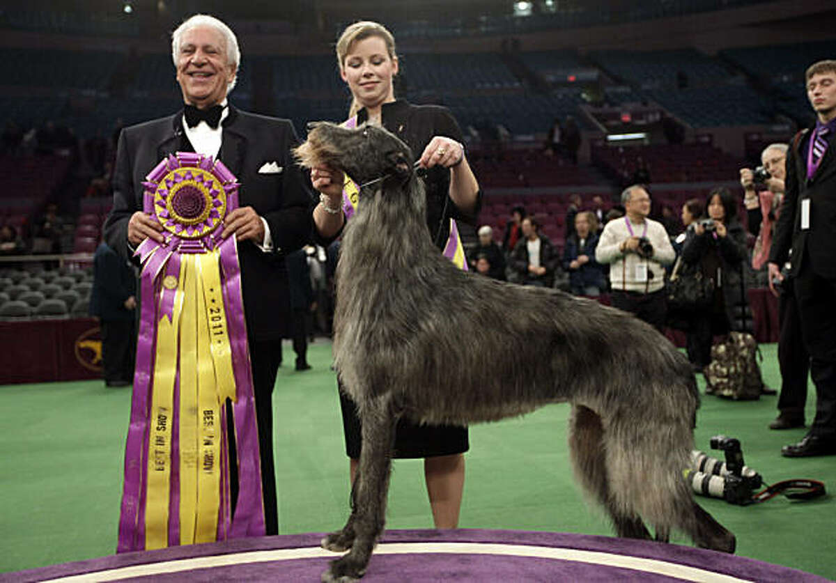 Scottish deerhound is the top dog at Westminster