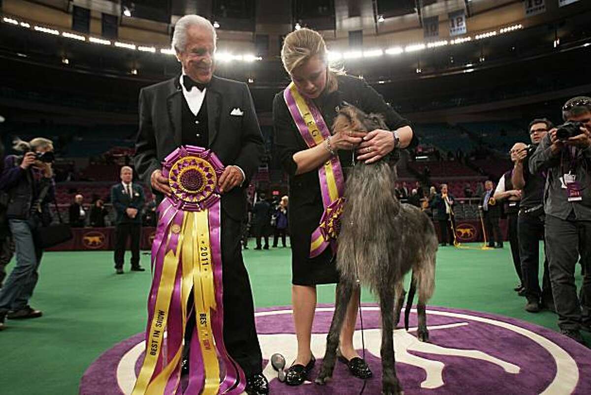 Scottish deerhound is the top dog at Westminster
