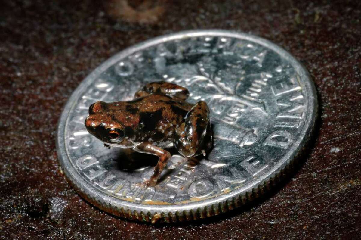 Tiny frog claimed as world's smallest vertebrate