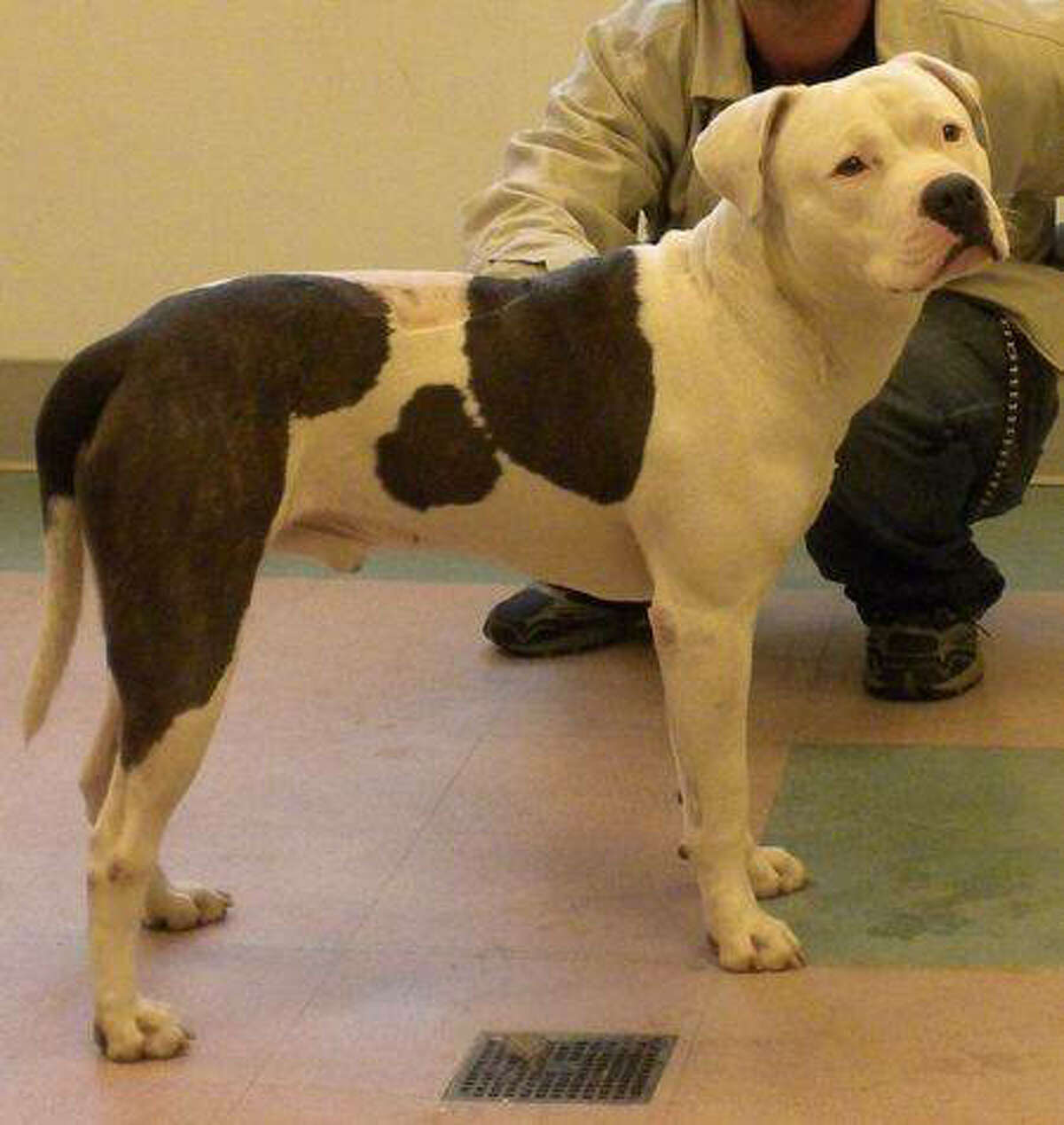 Blueberry, a pit bull, was beaten with a crowbar and ax handle. His owner was convicted in February, 2011 of animal cruelty. Credit: Courtesy, Friends of Oakland Animal Services