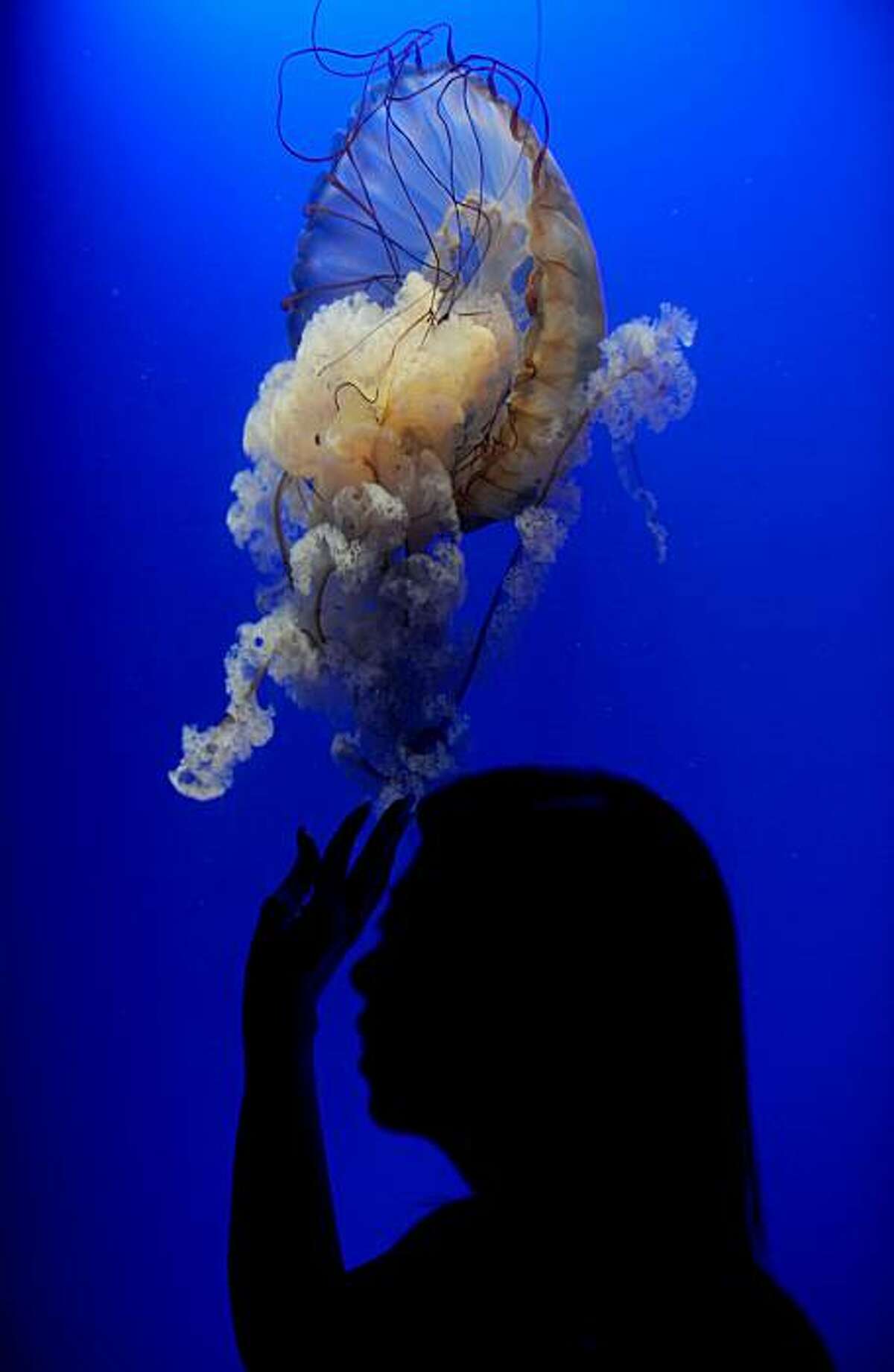 A woman looks at a Pacific sea nettle jellyfish at a marine themed park in Hong Kong on October 20, 2010. Results of the first ever global marine life census were unveiled on October 4, revealing a startling overview after a decade-long trawl through themurky depths. The Census of Marine Life estimated there are more than one million species in the oceans, with at least three-quarters of them yet to be discovered.