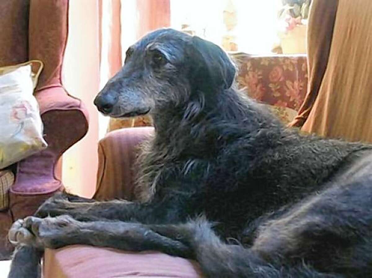 Raven, a Scottish deerhound who had her leg amputated after a tumor caused the leg to break.