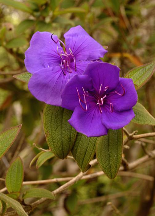 Princess Flower Plant Facts - How To Grow A Princess Flower Bush