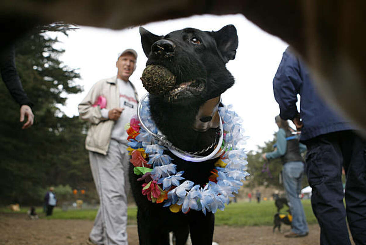 Dogtoberfest in Noe Valley