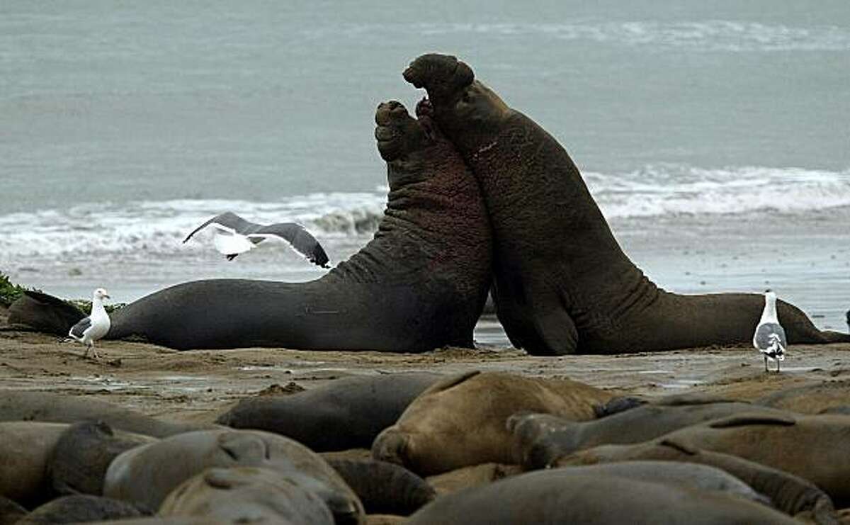 Two elephant seal bulls fight along the beach at Ano Nuevo Nature Reserve, Calif., Feb. 3, 2004. (AP Photo/Jeff Chiu)
