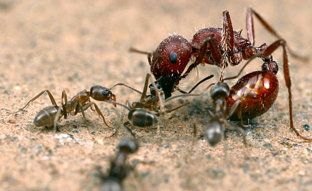 Ants' genome project might unlock mysteries