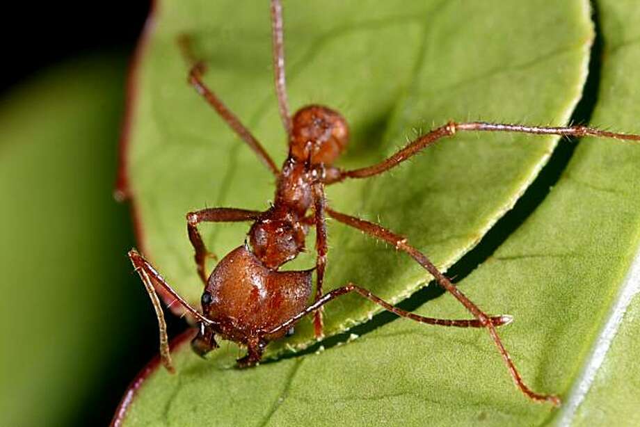 Leafcutter ants world's first farmers SFGate