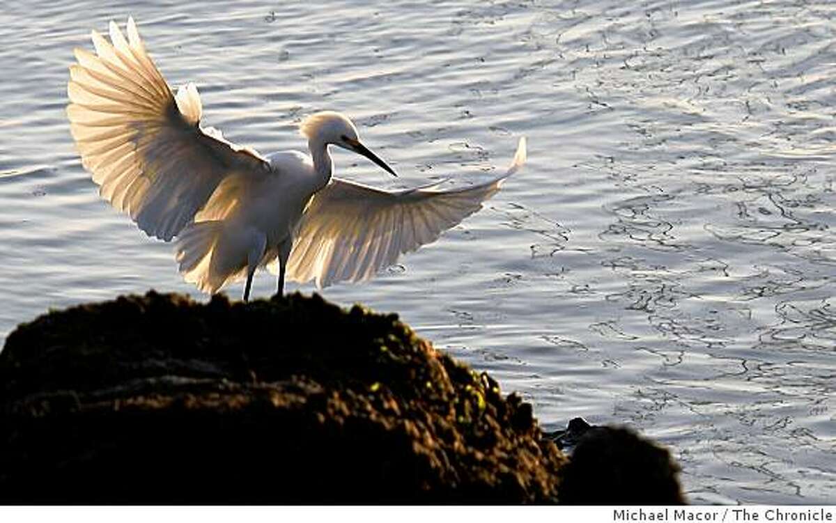 A bird lands atop a rock along the edge of San Francisco Bay in Larkspur, Calif. on Tuesday Dec. 9, 2008,