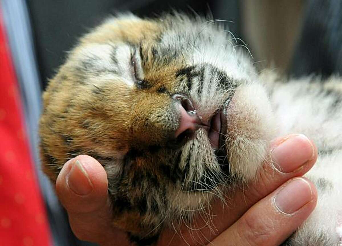 Two weeks old baby tiger "Schuna" sleeps in the hand of its keeper on September 5, 2010 at the zoo in Wuppertal, western Germany. As "Schuna" was not accepted by its mother "Mymosa", the animal is bottle-fed and brought up by keepers.