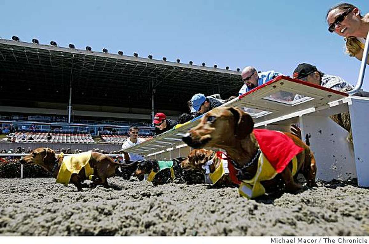 Hot dog, dachshunds race for Wiener Nationals
