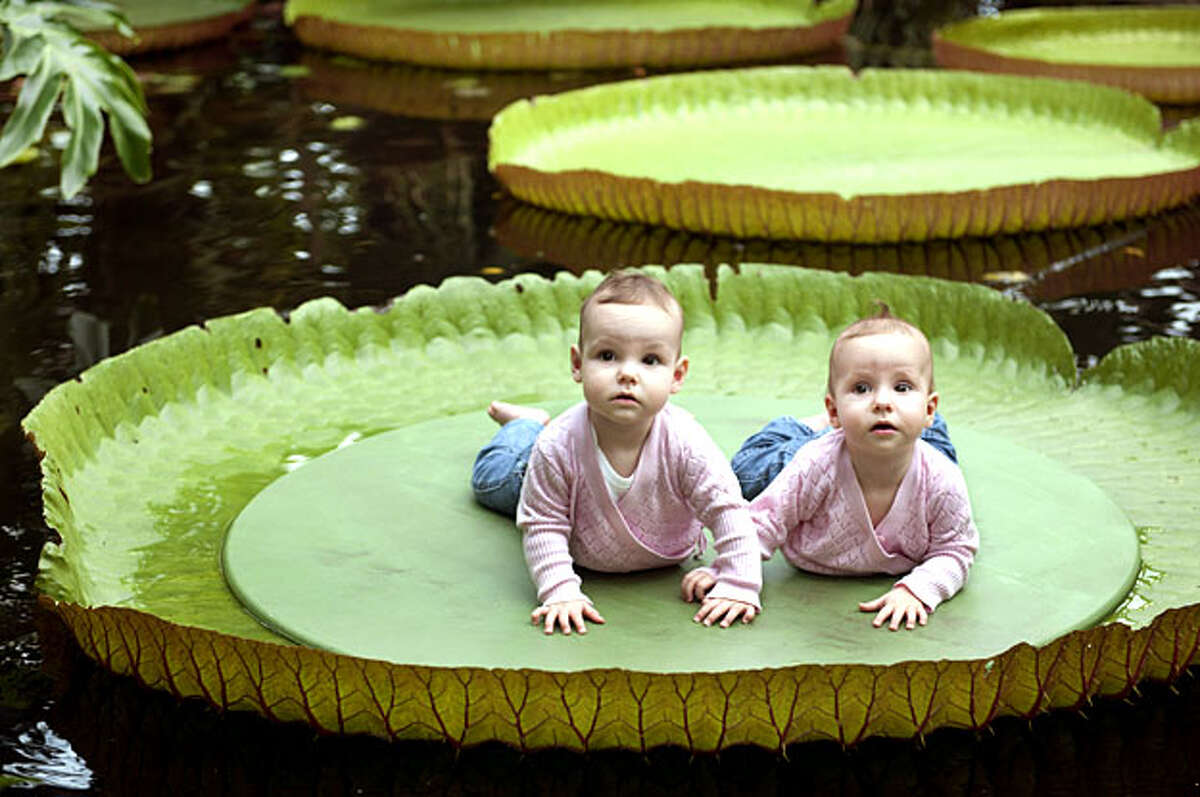 Two babies rest on a giant leaf of a Victoria amazonica water lilly in Blijdorp Zoo in Rotterdam, the Netherlands on September 1, 2010. The leaves of the Victoria amazonica have been growing all summer and now measure 1.5 metre in diameter.