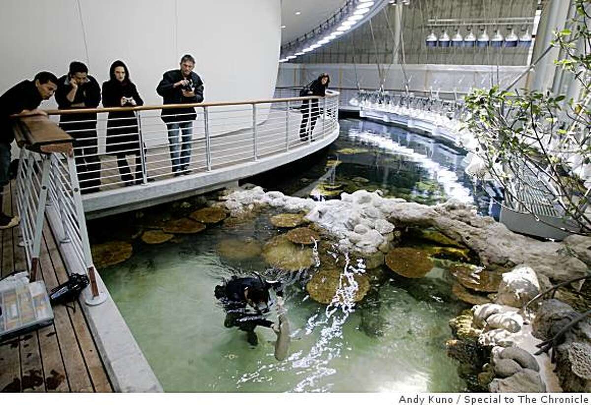 SoMa sharks leave for a new home in the park