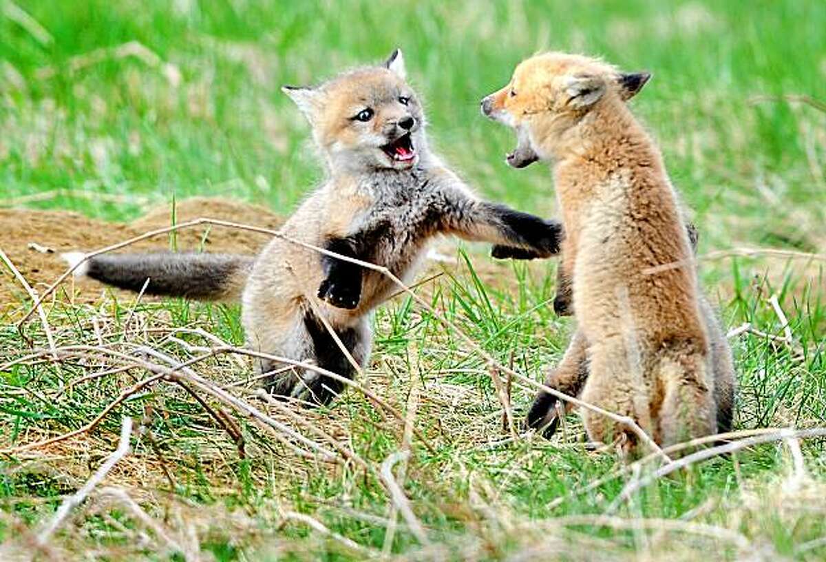 A pair of young foxes battle for dominance in a field off Turner Street in Auburn, Maine, Sunday, April 11, 2010.