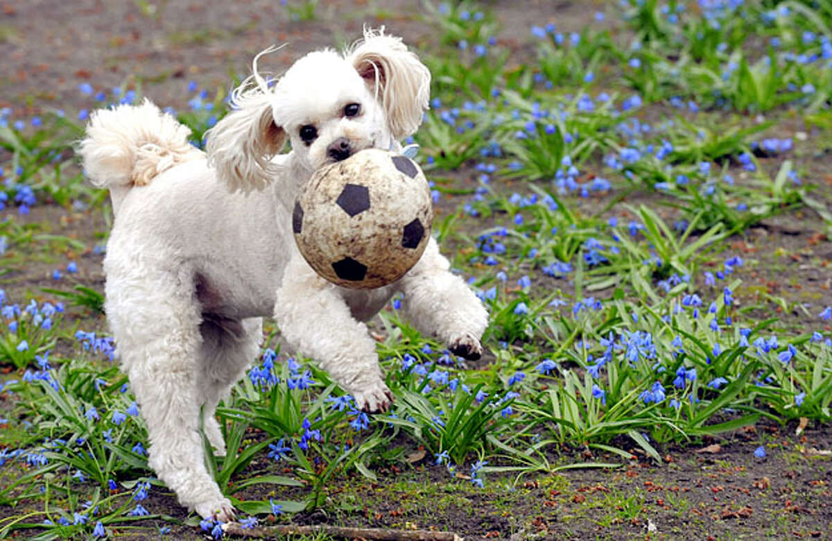 A dog plays with a ball in a park in Berlin on April 11, 2010.