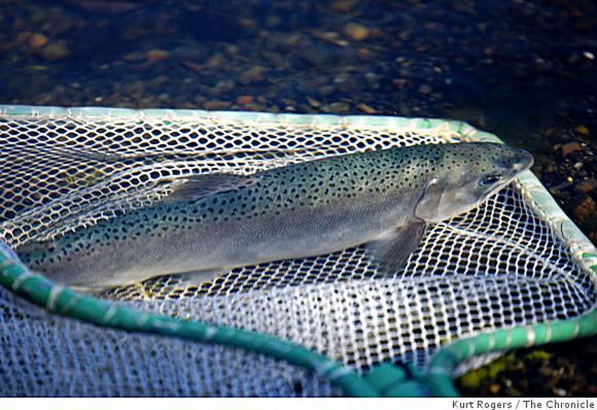A coho salmon is released into Salmon Creek in Sonoma County.