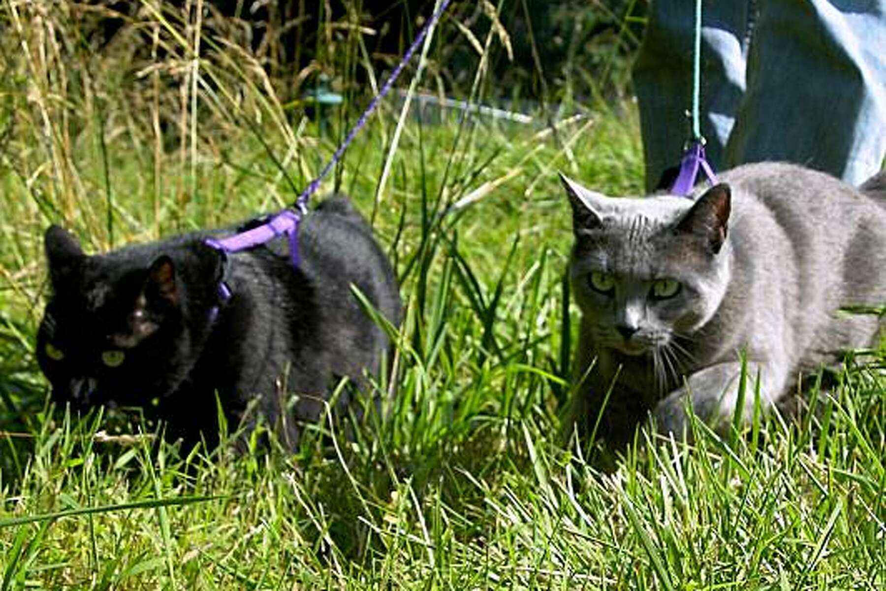 cats inside or outside