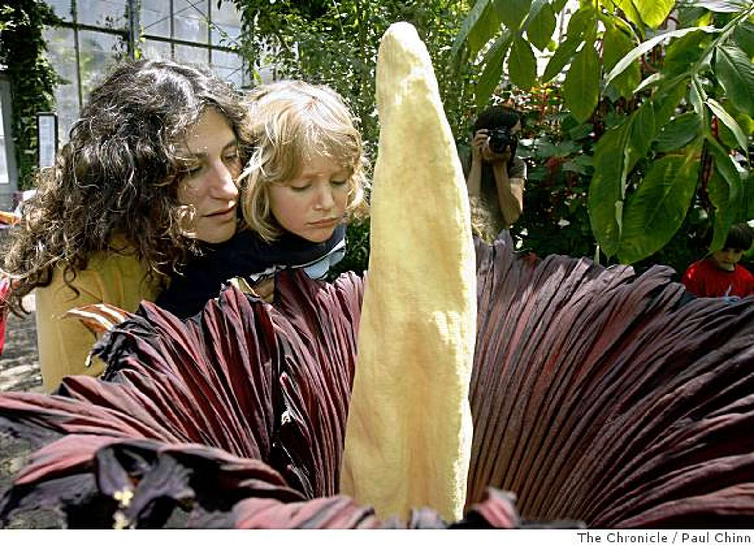 World's smelliest flower in full bloom in Berkeley