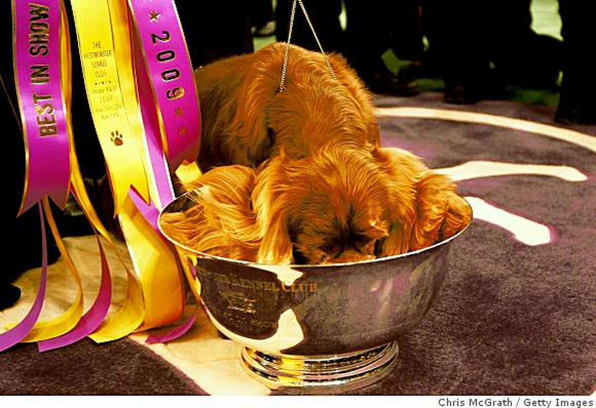 Sussex spaniel oldest Westminster winner