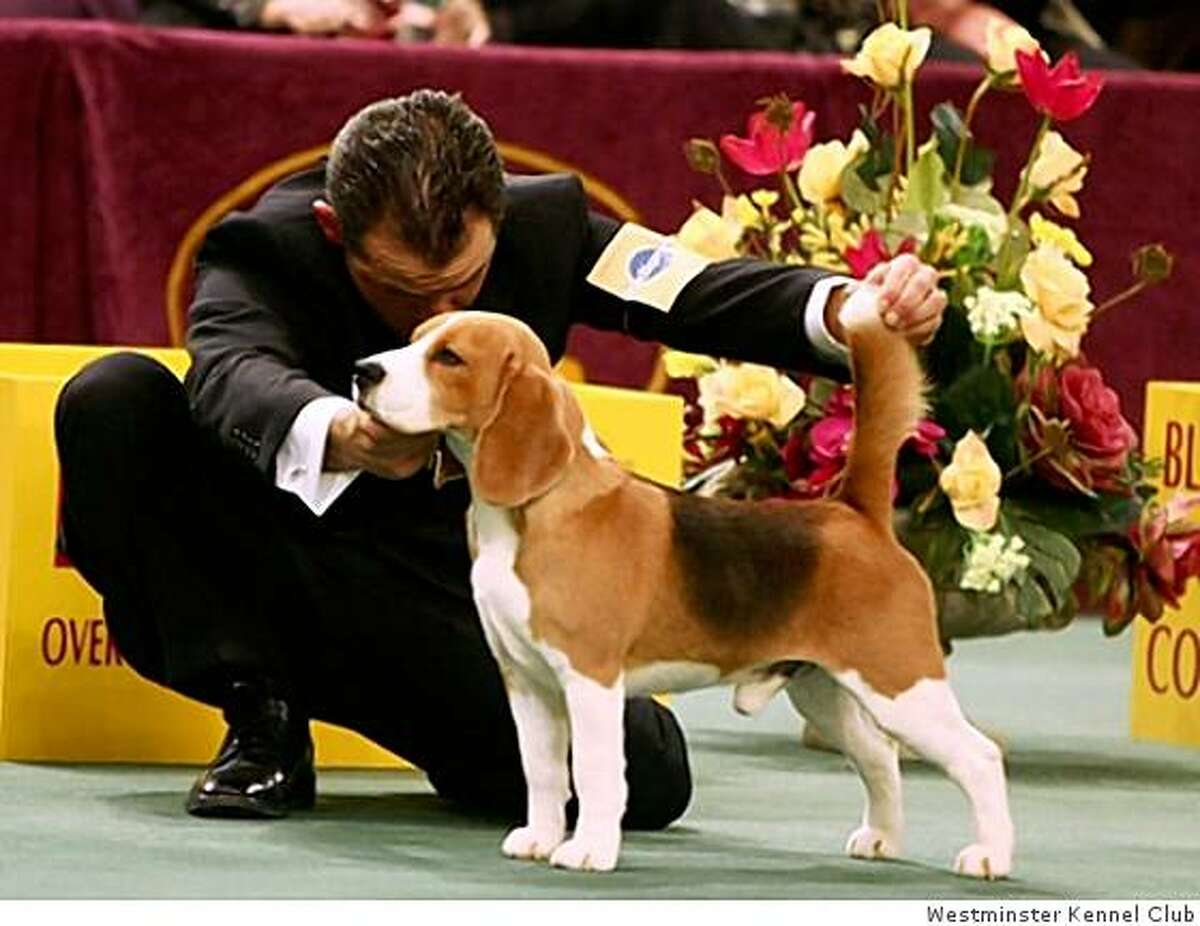 Are dog shows hurting dogs?