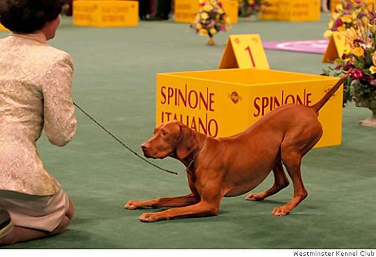 Are Dog Shows Hurting Dogs