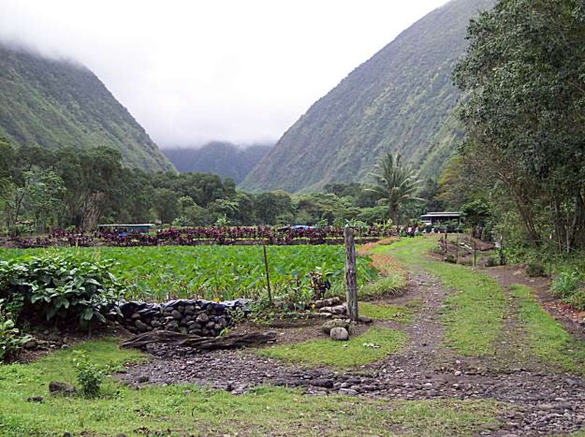 Hawaii tsunami x