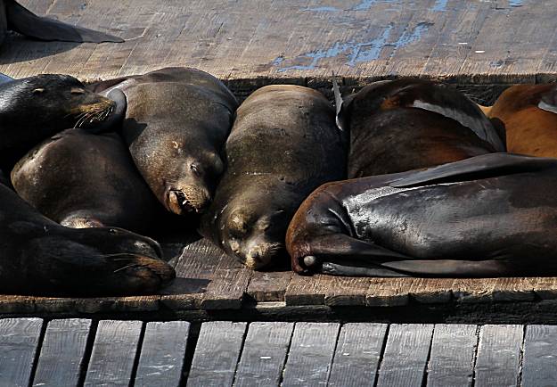 San Francisco Seals mascot was a real sea lion