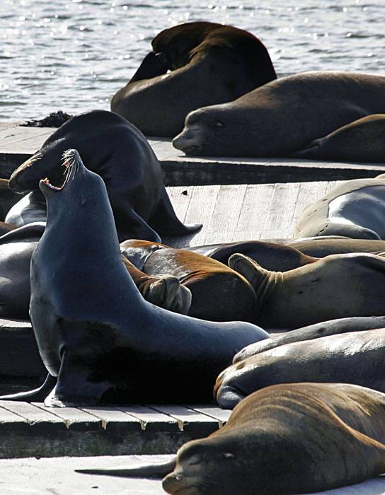 San Francisco Seals mascot was a real sea lion