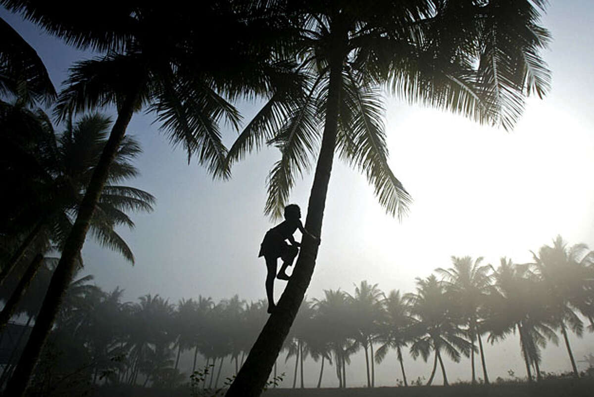 A villager climbs to collect green coconuts as fog surrounds the outskirts of Bhubaneswar, India, Friday, Feb. 12, 2010.