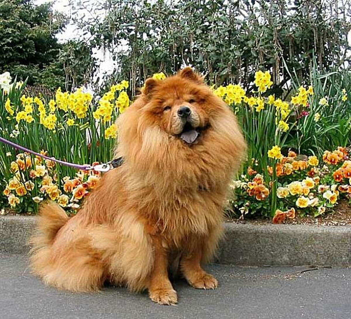 Ruskin, a chow-chow whose owner is concerned he may have received recalled ketamine during a surgical procedure in December.