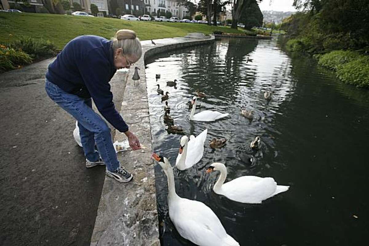 cityexposed_swan00198_mk.JPG theCity Exposed Swan Lake A recent Tuesday 8:28 a.m. Every morning as cars pile off the Golden Gate Bridge on their way to work, Judy Whilt, 69, finds her own peace by feeding the swans that live in the lagoon at the Palace of Fine Arts. Fresh dew kisses the grass and an orange glow drapes the palace dome behind her. Four mute swans, Monday, Wednesday, Friday and Blanch come darting towards her when she whistles for them while toting a bag stinking of Cheez-Its, grapes, lettuce and a can of corn. Judy?•s 13-year-old labor of love is financed from the lining of her own pocket. Swan duty at the lagoon is a shared responsibility between she and another friend, Gayle Haggerty, who mostly takes the night shift and tourists often help out unknowingly as well. ?’They like any kind of salty cracker,?“ she says as the usual lagoon walkers stop to say hi to her with their little dogs. Judy has treats for them too. 9/18/07. Mike Kepka/The Chronicle (cq) Ran on: 09-30-2007