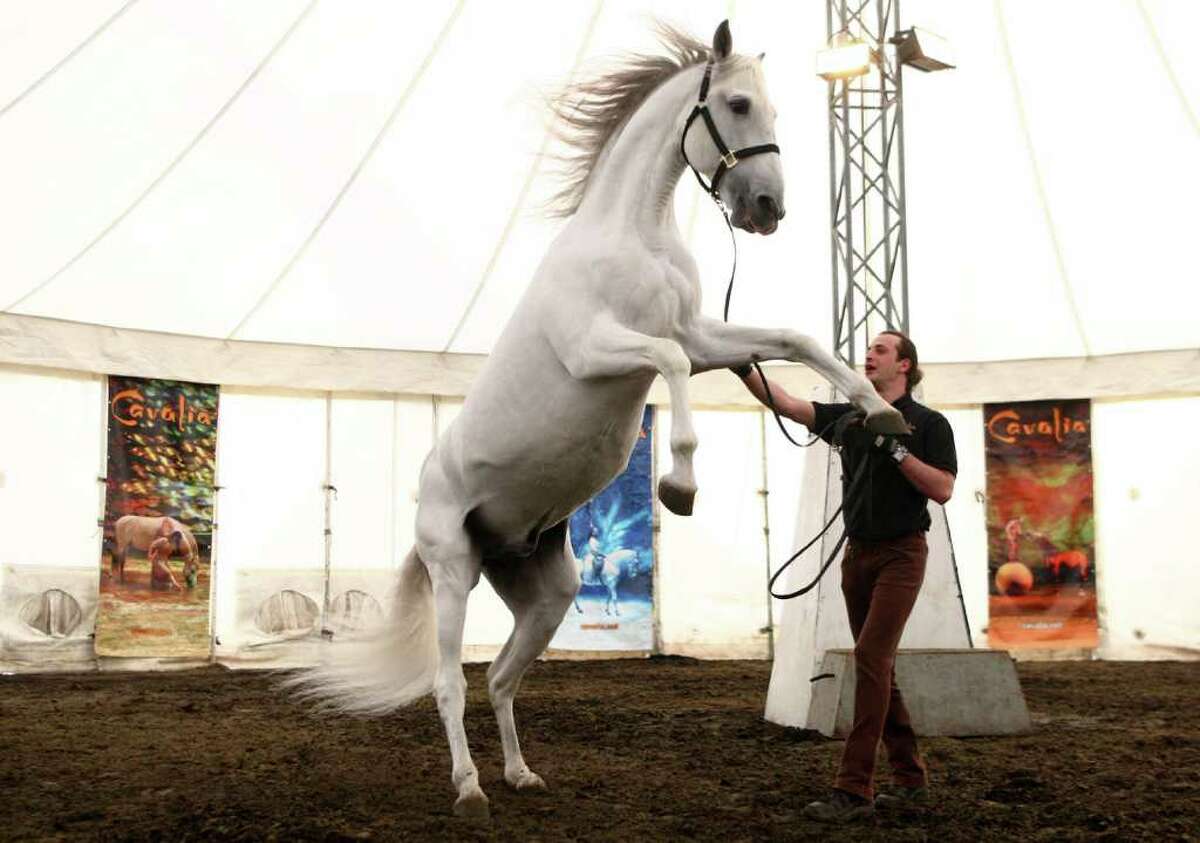 Cavalia horses arrive at big top in Redmond