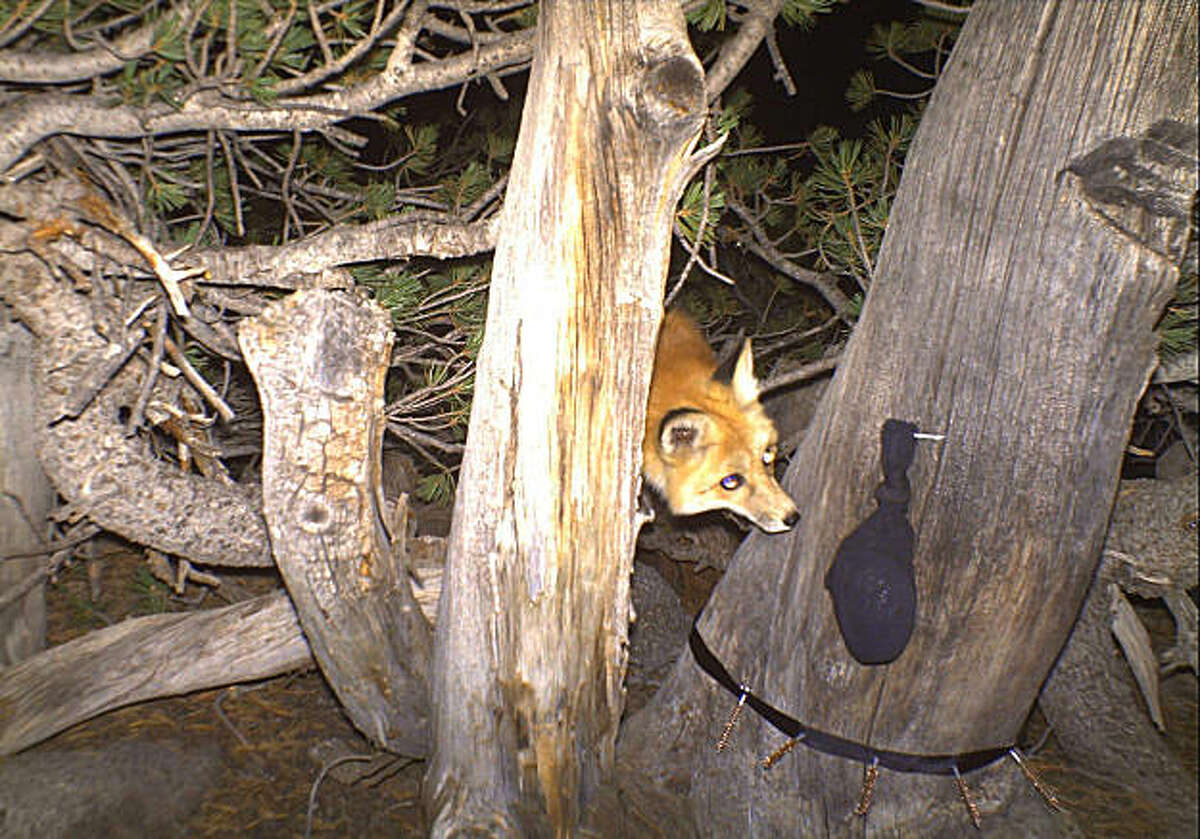 More Sierra red fox sightings prompt clan search