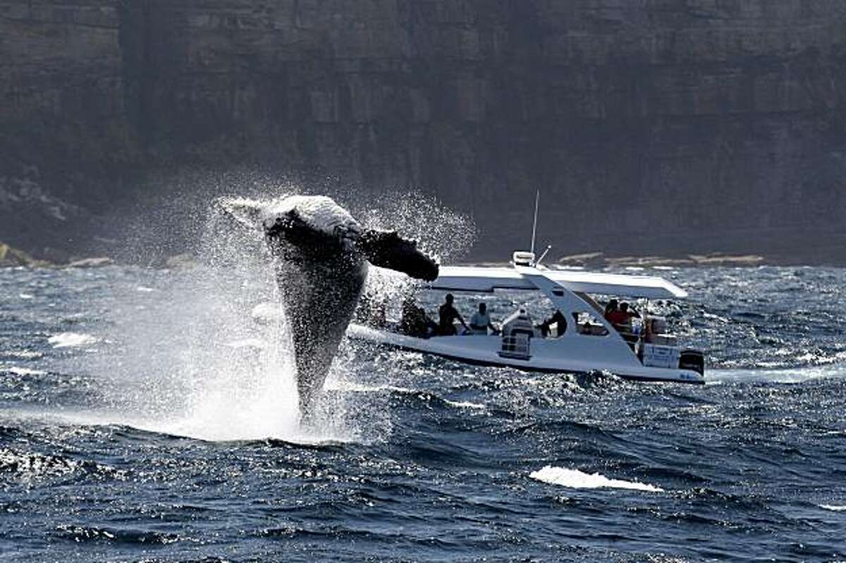 In this photo released by whalewatchingsydney.net, a humpback whale calf just off manly in Sydney, Australia, Thursday Nov. 19, 2009, breeches the water in front of a small whale watching boat.