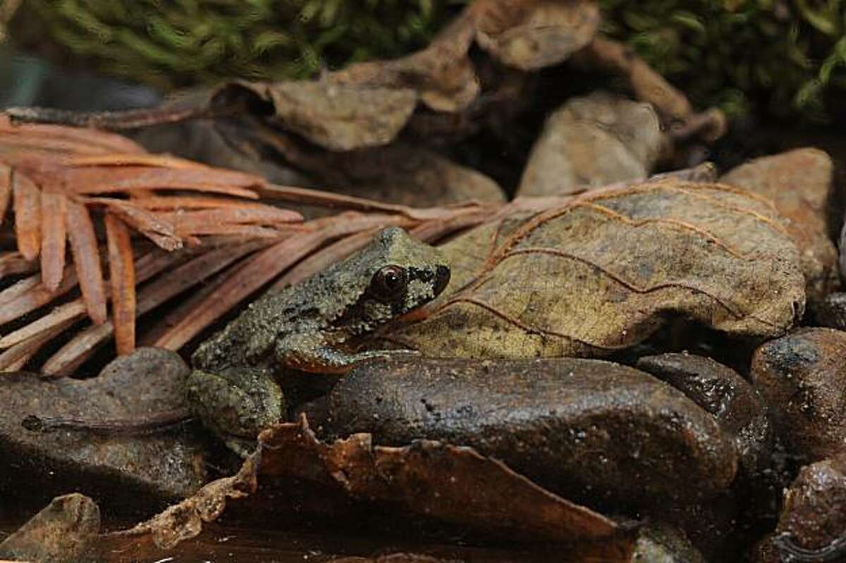 Calif. tailed frog finds a good sign for forest