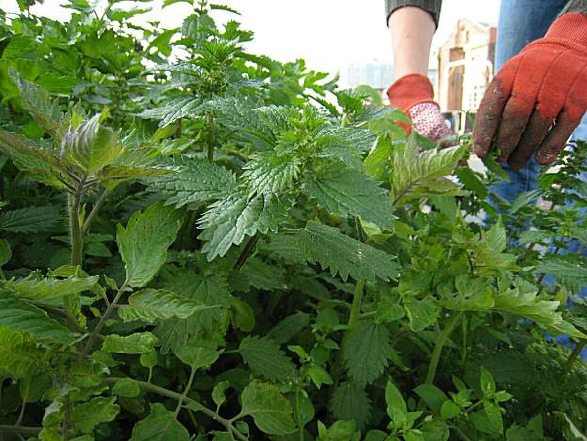 Nettles are filled with nutrients, and are wonderful for soil.