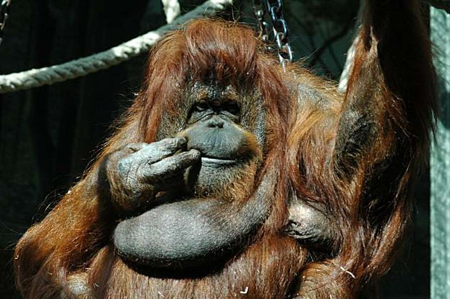 nenette orangutan - nénette jardin des plantes