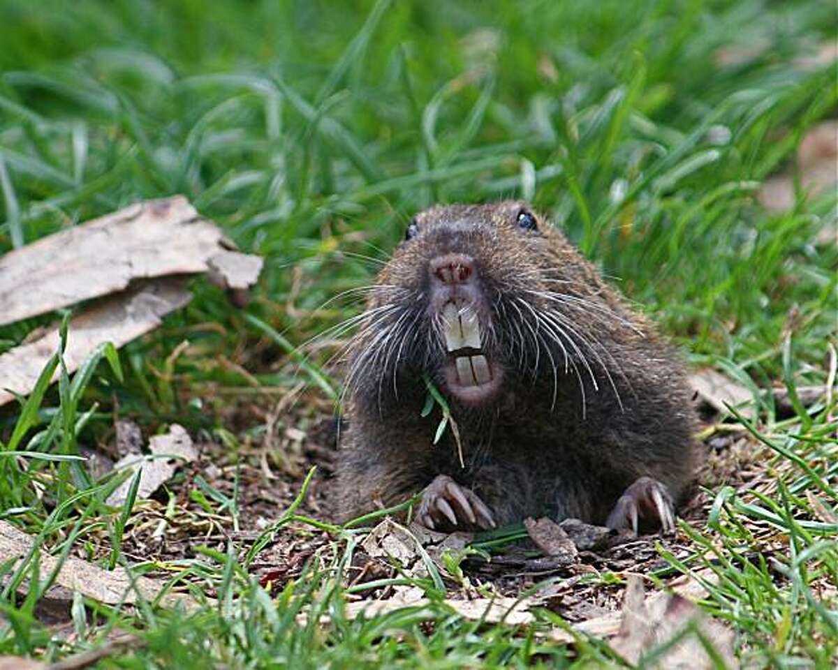 Gardening, composting up - so are wildlife encounters