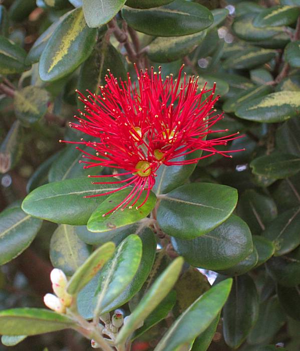 Prune New Zealand Christmas trees to control roots