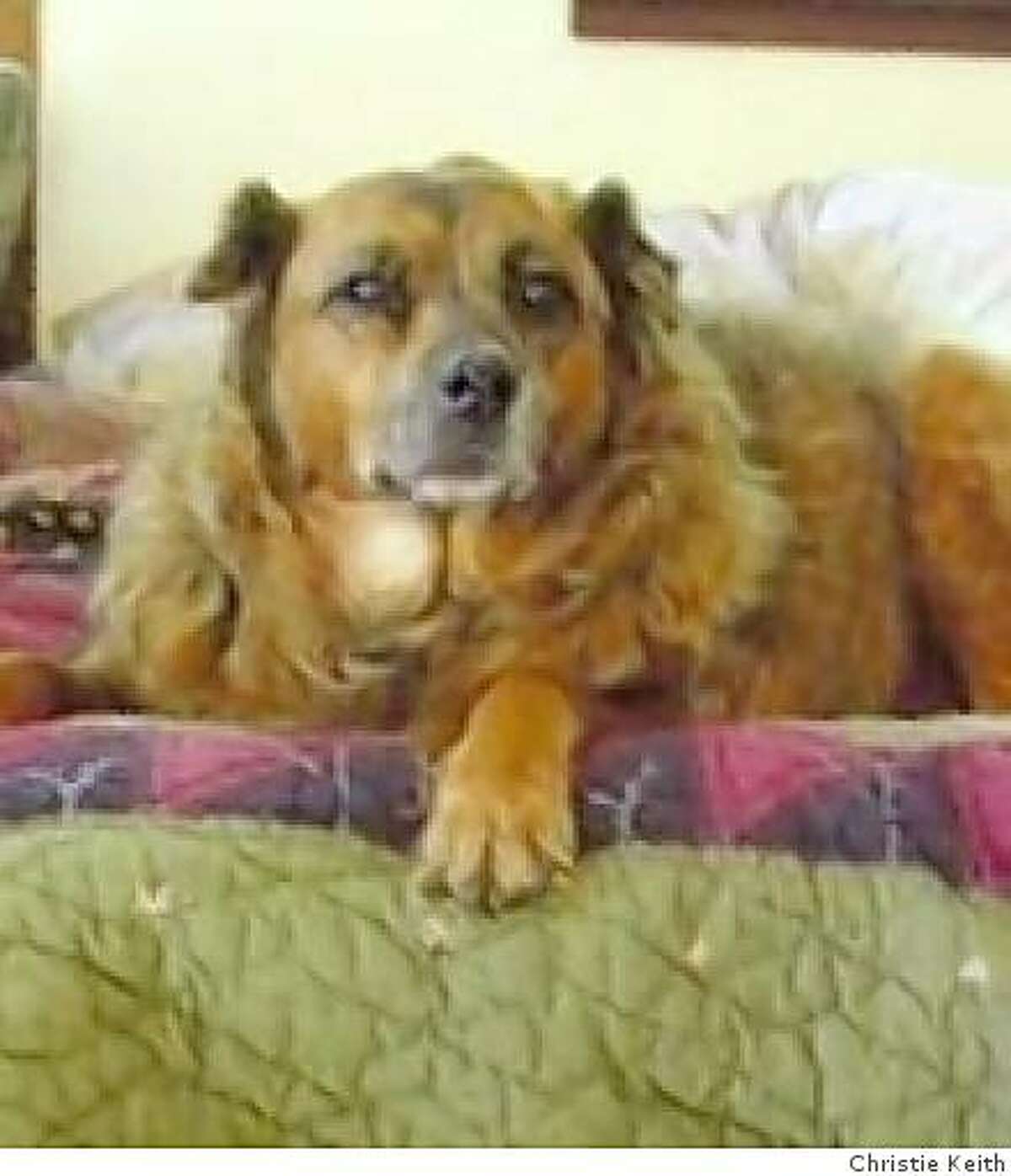 Colleen, a chow mix adopted by Christie Keith from the Peninsula Humane Society. Here, she is around 13 years old.